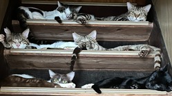 多頭飼育崩壊現場の猫ちゃんたちを助けたい のトップ画像