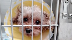 一生懸命生きる　生き場を失った犬たちを助けたい のトップ画像