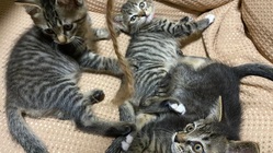 保護猫たちの飼育費用を支援して下さい のトップ画像