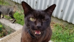 地域で虐待されている猫の保護活動 のトップ画像