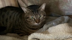 【尿道閉塞】保護猫マロンの懸命に生きる姿にどうか御支援お願いします のトップ画像