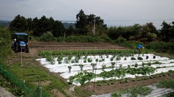 石焼き芋で皆に笑顔を のトップ画像