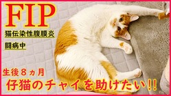 難病FIPと闘う子猫のチャイを救う為ご支援願います/保護猫シェルタ のトップ画像
