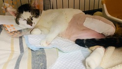 心筋症の保護猫　両脚壊死による断脚手術　お力をおかしください！