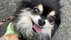 僧帽弁閉鎖不全となったチョコを助けて下さい のトップ画像