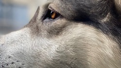 ペット界に法人化目標！一貫したサポートシステムの導入への第一歩 のトップ画像