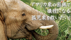 アフリカ象の密猟で犠牲になる孤児象を救いたい！ のトップ画像