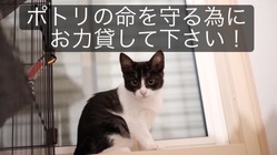FIP(猫伝染性腹膜炎)と闘うポトリを助けて下さい！！ のトップ画像