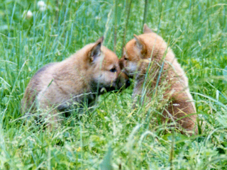 柴犬のルーツ「縄文柴犬」を守るための研修・繁殖を行います！ のトップ画像