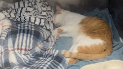 心筋症、血栓症と闘うキバに力を貸してください のトップ画像