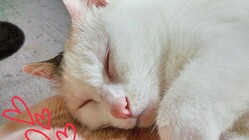 茨城県取手市に保護猫活動家の活動拠点を作りたい！ のトップ画像