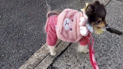 余命数ヶ月癌「口腔悪性黒色腫」ティアラにご支援を宜しくお願いします のトップ画像