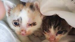 不幸な命を産まさない、不妊手術で救いたい猫の命【第四弾】 のトップ画像