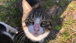 飼主の居ない猫と犬のシェルターを熊本に作りたい のトップ画像