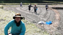 黒大豆の収穫作業