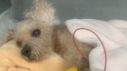 脊髄障害に苦しみながらも手術ができずにICUで頑張るモコにご支援を のトップ画像