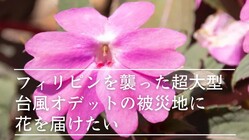 フィリピンを襲った超大型台風オデットの被災地に花を届けたい のトップ画像