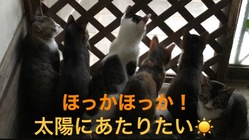 保護猫達との村 のトップ画像
