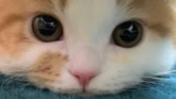 沖縄からノラ猫をなくしたい のトップ画像