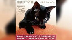 【保護猫】ルートの抗がん治療費のご支援をお願い致します！ のトップ画像