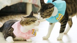 保護猫スティッチの【難病】高額治療にご支援をお願い致します。