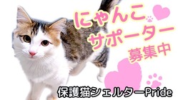 殺処分ゼロ！保護猫救援のための「にゃんこサポーター」様募集！ のトップ画像