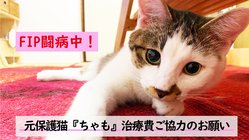 FIP闘病中／元保護猫「ちゃも」の治療費の御協力のお願い のトップ画像