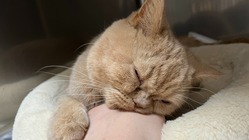 【FIP】猫伝染性腹膜炎の治療費についてご協力をお願い致します。 のトップ画像