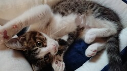 生後3ヶ月でFIPを発症したベルを助けて頂けませんか。 のトップ画像