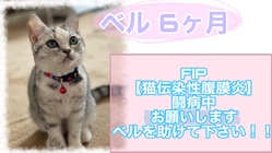 【FIP(猫伝染性腹膜炎)】ベルの命を一緒に助けて下さい！！！ のトップ画像