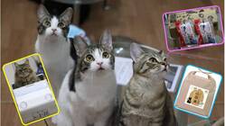 広島県福山市の名産品で、保護猫カフェをご支援ください。 のトップ画像