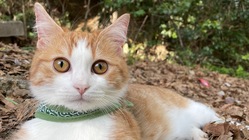 FIP(猫伝染性腹膜炎)の治療に支援をお願いいたします。 のトップ画像