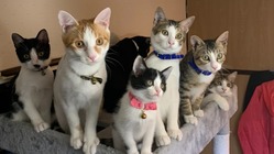 保護猫活動の資金援助