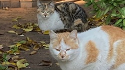 野良猫を増やさない活動にご協力お願いします のトップ画像