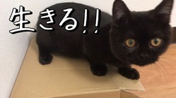 【難病FIP闘病中】生後5ヶ月目、黒猫鯵へのご支援をお願いします。 のトップ画像