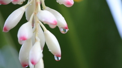 沖縄の月桃（ゲットウ）を贅沢に使ったボタニカル美容液を作りたい のトップ画像