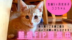 【難病FIP】どうかココを助けてください！猫伝染性腹膜炎/余命宣告