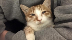 猫伝染性腹膜炎（FIP）の治療費をご支援お願いします！！ のトップ画像