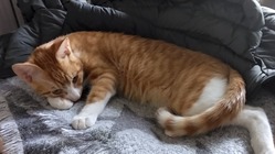 FIP（猫伝染性腹膜炎） ヂュンペイの闘病に力をおかしください！ のトップ画像