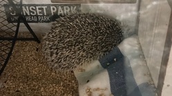 ハリネズミの保護 のトップ画像