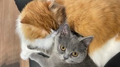 ニコちゃんのFIP（猫伝染性腹膜炎）治療にご協力をお願いします。