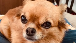 手術費のお願い　僧帽弁形成手術を受けてうらに元気になってほしい のトップ画像