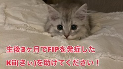 生後3ヶ月でFIP(猫伝染性腹膜炎)と闘う小さな命を助けて下さい！ のトップ画像