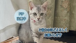 FIP闘病中！生後4ヶ月の子猫モナにご支援をお願いします！ のトップ画像