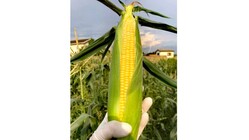 販路の減った野菜に困っています　（トウモロコシ、玉ねぎ） のトップ画像