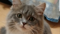 FIP闘病中の生後７ヵ月のルウちゃんを助けて下さい！！ のトップ画像