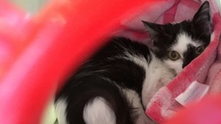 急性白血病の保護猫コアラちゃんの生命を救う支援をお願いします のトップ画像