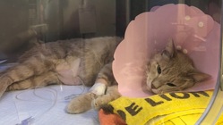 【腎不全・尿道閉塞】でご飯が食べられない保護猫ムギを助けて下さい のトップ画像