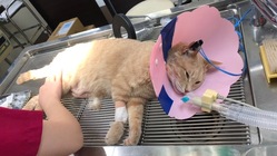 【再チャレンジ】尿管閉塞の手術に耐えた保護猫ムギを助けて下さい