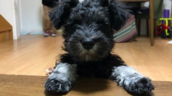 生後5ヶ月難病治療中の愛犬クロの命を救いたい のトップ画像